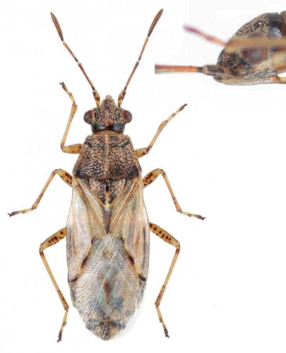 Réf. 248 057 : Nysius senecionis